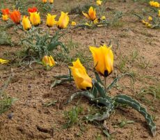 Tulipa borszczowii sarı ve kırmızı çiçekler açan, yaprakları kıvrımlı bir çöl lalesidir.