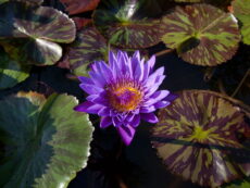 Mavi nilüferlerden Nymphaea 'Tanzanite'