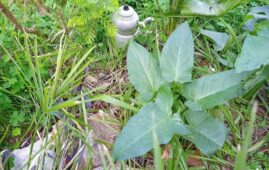 Tirşik pancarı (Arum dioscoridis) yaprakları görünümü