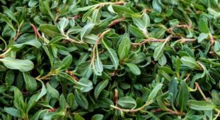 Yemeklik / böreklik için hazır madımak parçaları Taze, yenmeye hazır madımak körpe uç dalları