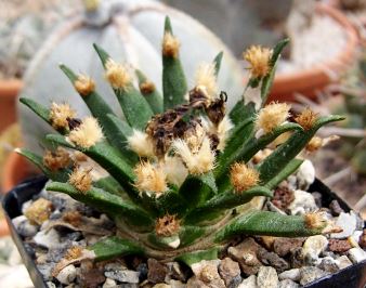 Ariocarpus agavoides Ariocarpus agavoides
