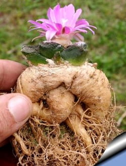 Ariocarpus fissuratus Ariocarpus fissuratus türü