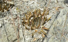 Doğal yaşam alanında kireç taşı kırpıntıları arasında Ariocarpus cinsinden bir kaktüs türü.