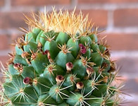 Areole düğmecikleri