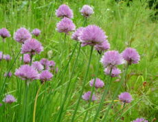Allium schoenoprasum, frenk soğanı morumsu pembe çiçekleriyle..