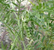 Fiğ türlerinden burçak bitkisinin yapraklı dallarında tohum oluşumu