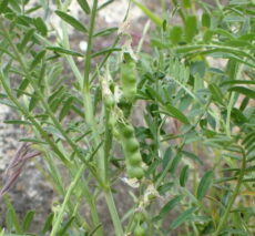 Fiğ türlerinden burçak bitkisinin yapraklı dallarında tohum oluşumu