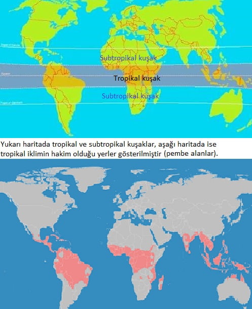 Subtropikal ve tropikal meseleleri