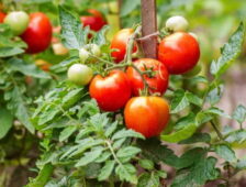 Günlük beslenme alışkanlıklarımızda büyük yeri olan ama aslen Amerika kıtalarına ait olan bazı bitki çeşitleri ve bitkisel ürünler..