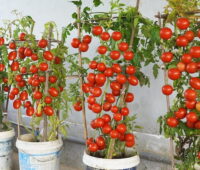 Biyoaktif toprakta saksı bitkileri