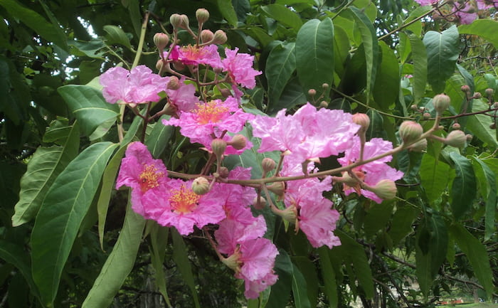 Lagerstroemia speciosa pembe, mor çiekli bir süs ağacıdır.