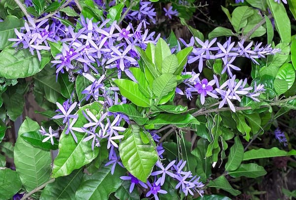 Petrea volubilis görünümü Sarmaşık - asma tarzı gelişim gösteren, lila-mor çiçekler açan Petrea volubilis çok güzel bir bitki türüdür.